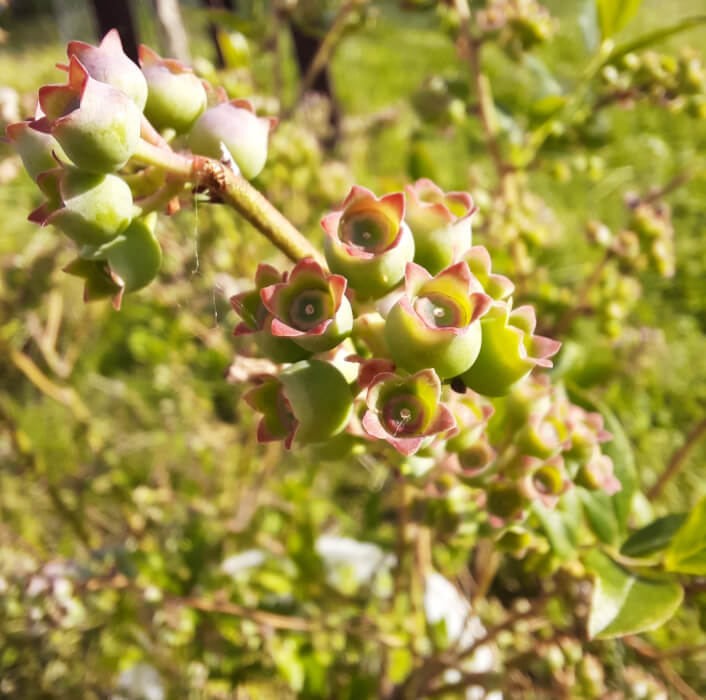 A photo of several huge clumps of unripe blueberries