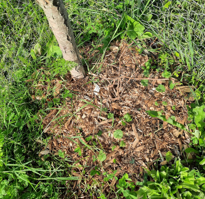 A photo of a plant that looks more like a dead stick