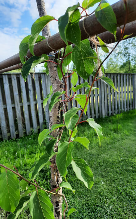 A photo of a hardy kiwi plant that looks a little out of control