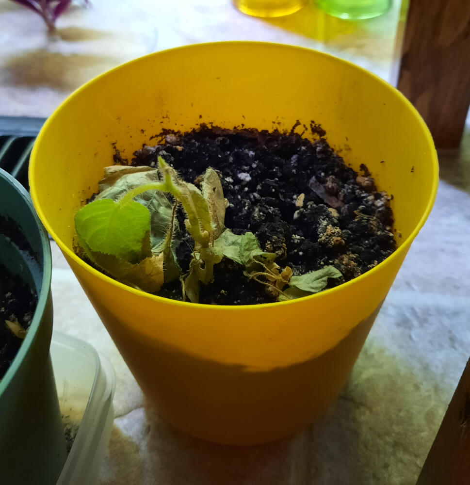 A photo of a very crispy plant