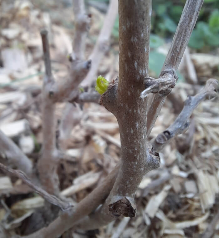 A photo of one tiny little leaf growing off aforementioned dead stick