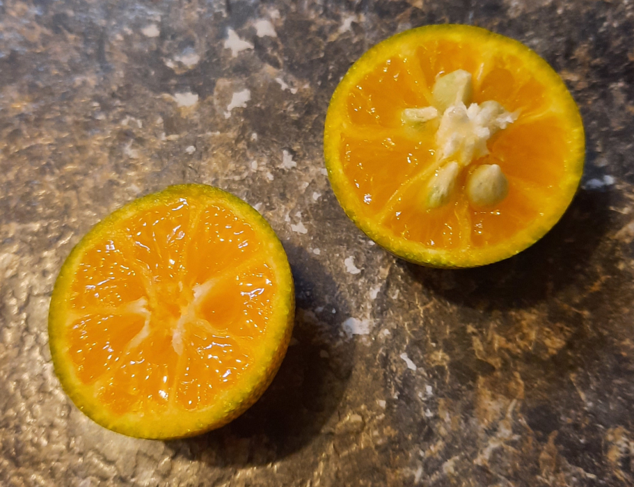 The calamodin orange sliced in half to show the inside.