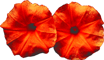 Decorative: Two pixellated orange morning glory flowers.